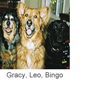 Gracy, Leo, Bingo