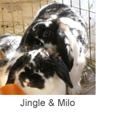 Jingle & Milo