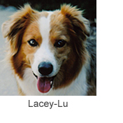 Lacey-Lu