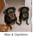 Max & Gambino
